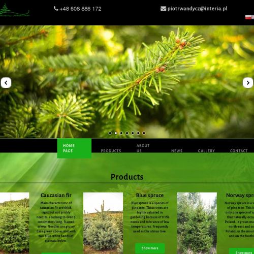 Choinki prosto z plantacji - Koszalin